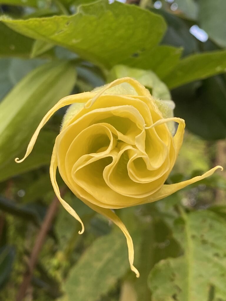 Ayahuasca retreat April 2026 Peru – ceremony setting in the Amazon rainforest near Iquitos